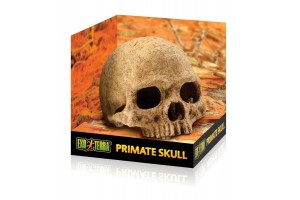 Primate Skull